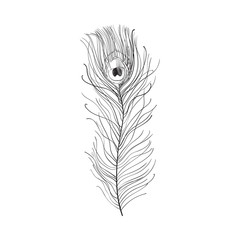 Hand drawn peacock tail bird feather, sketch style vector illustration on white background. Realistic hand drawing of beatiful peacock eye spotted tail quill feather
