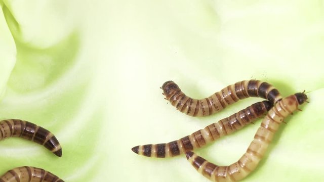 Zofobas larvae on cabbage