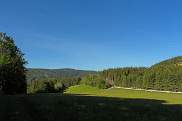 Summer landscape of young green forest with bright blue sky