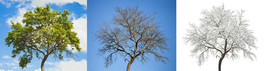 Fototapeta premium set of seasonal tree in summer autumn and winter