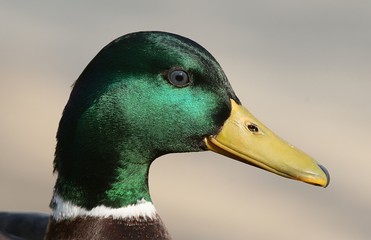 Head of a male European wild duck / Mallard drake (Anas platyrhynchos) in extreme close-up.