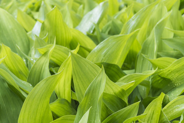 green lily of the valley leaves background