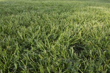green summer grass 