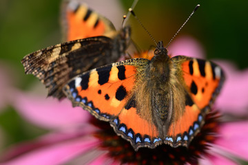papillon petite tortue