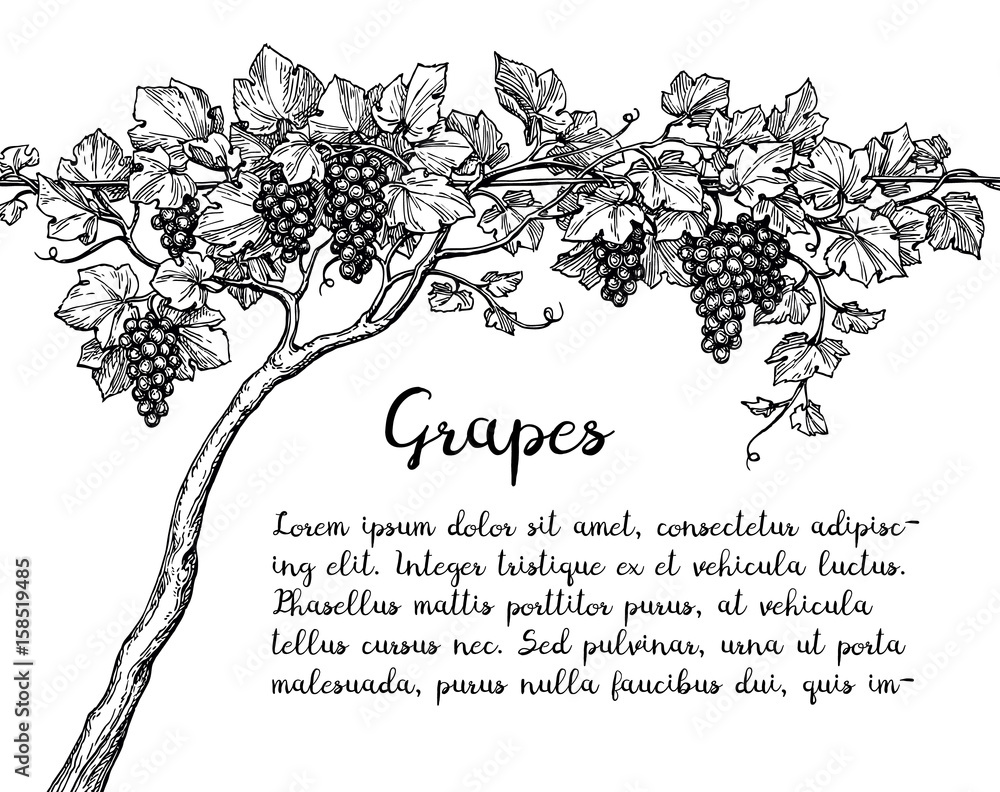 Canvas Prints grapevine ink sketch