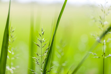 fresh green gras background