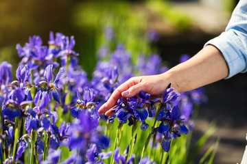 Female hand touching iris flower,Blue iris flower in the garden blossom,Female hands holding a blue...
