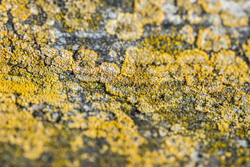 mushrooms parasites on old gray tile close up