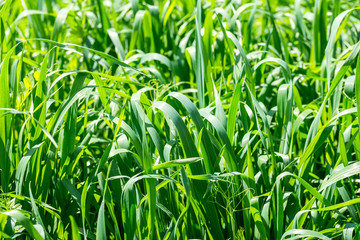 green grass as background or texture close up
