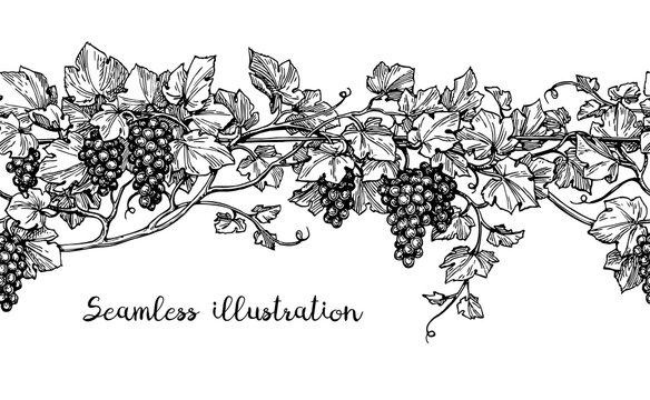 Seamless grapevine sketch