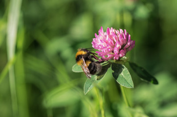 Bumblebee on a pink flower