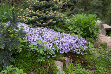 Obraz premium styloid Phlox in rock gardens