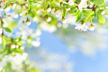 White flowers with buds on a blossom cherry tree