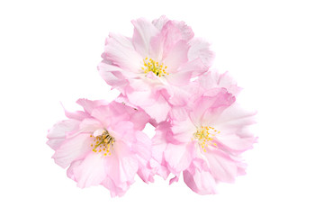 Pink sakura flowers isolated on white