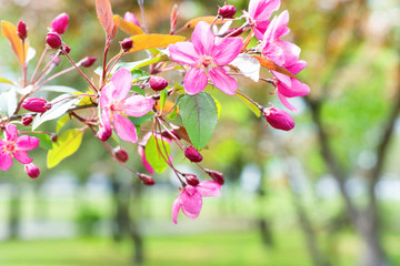 Fototapeta na wymiar Blossom of pink sakura flowers