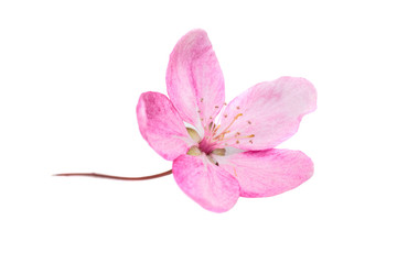 Pink flower isolated on white