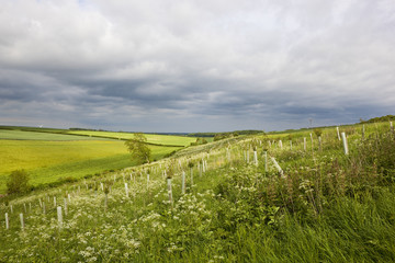 Fototapeta premium young hillside plantation