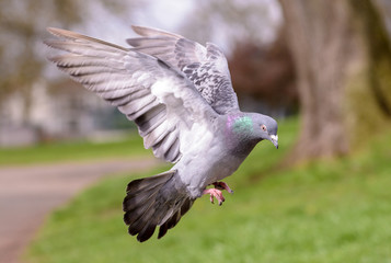Landing Pigeon in the Park P