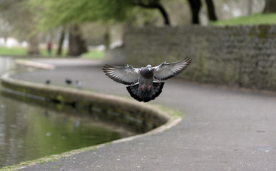 Landing Pigeon in the Park Y