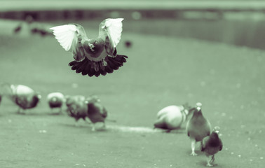 Landing Pigeon in the Park Z