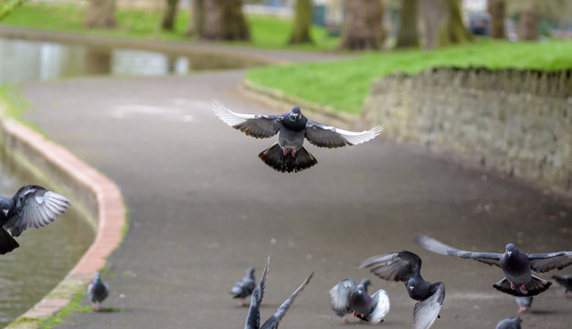 Landing Pigeon in the Park T