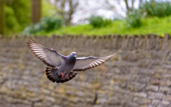 Landing Pigeon in the Park W