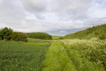 woodland copse and wheat