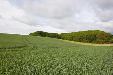 woodlands and wheat