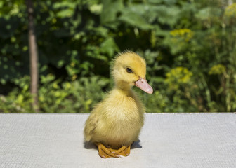 yellow duckling in the garden