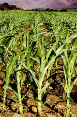 Obraz premium Cornfield growth