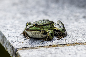 green frog