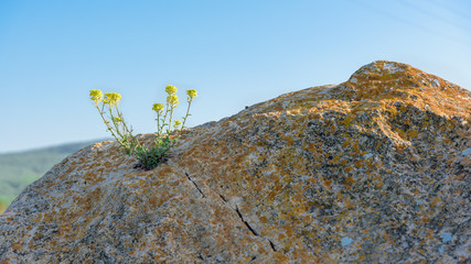 Yellow flower grows on rock