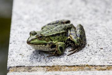green frog