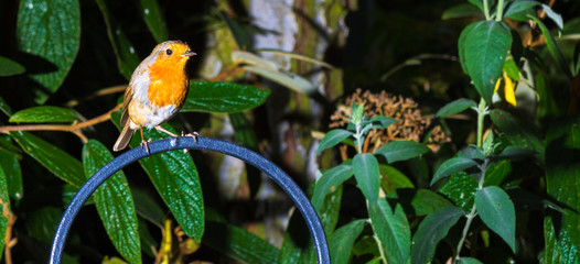 Robin red breast