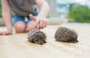 Little boy playing with hedgehog
