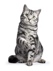 Gardinen Black tabby British shorthair cat sitting straight up with lifted paw on white background looking at the camera © Nynke