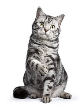 Black Tabby British Shorthair Cat Sitting Straight Up With Lifted Paw On White Background Looking At The Camera