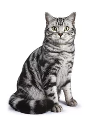 Poster Black tabby British shorthair cat sitting straight up on white background looking at the camera © Nynke