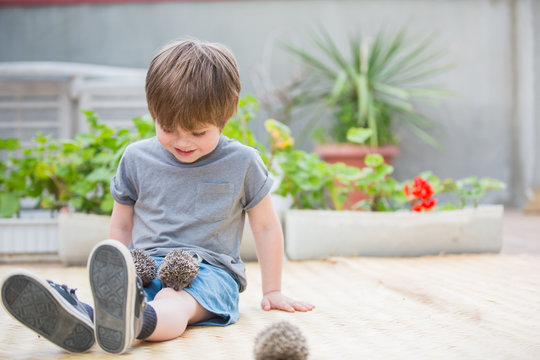 Little boy playing with hedgehog