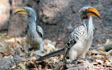 Southern Yellow billed hornbill2