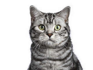 Head shot of black tabby Britisch shorthair cat looking in to camera