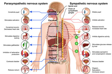 Sympathetic and parasympathetic nervous system - obrazy, fototapety, plakaty