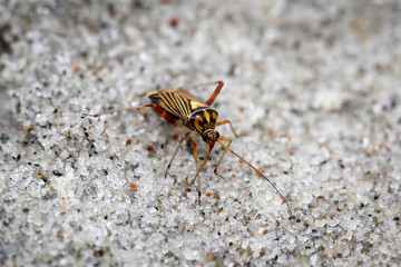 Insekt, Käfer, Cremnocephalus albolineatus, Natur