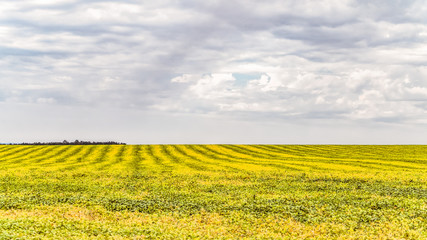 Striped yellow green field of ripe soybeans. Hilly farmland. Agricultural background with limited depth of field.