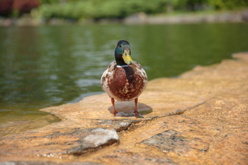 Duck. Drake on the stone