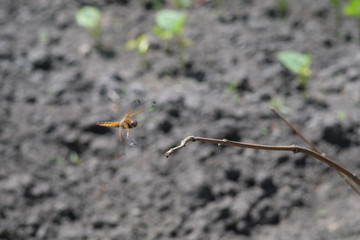 The flight of a dragonfly.