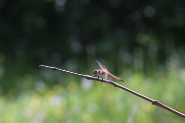 The flight of a dragonfly.