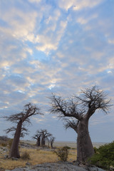 Fototapeta na wymiar Baobab trees at Kubu Island