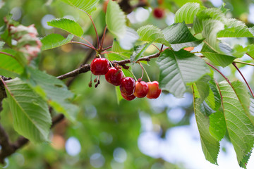 Cerises