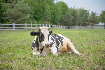Naklejka na ściany i meble Cow lying in the grass